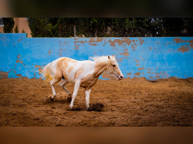 PRE Mix Stallion 4 years 15,1 hh Tobiano-all-colors in Valencia