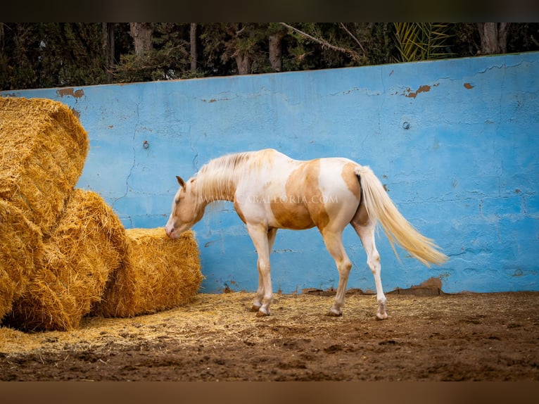 PRE Mix Stallion 4 years 15,1 hh Tobiano-all-colors in Valencia
