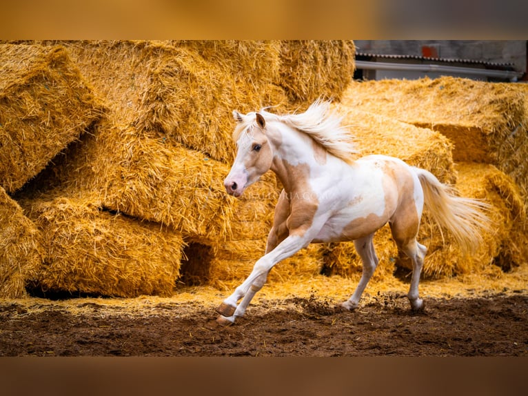 PRE Mix Stallion 4 years 15,1 hh Tobiano-all-colors in Valencia