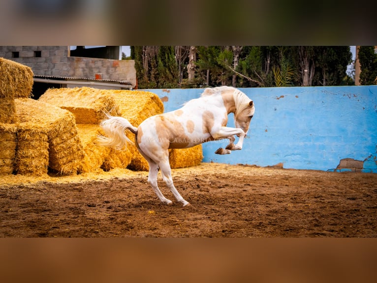 PRE Mix Stallion 4 years 15,1 hh Tobiano-all-colors in Valencia
