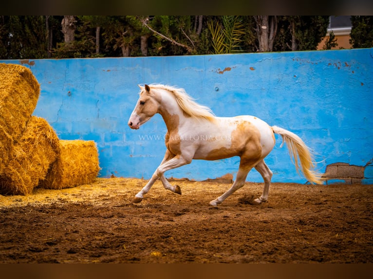 PRE Mix Stallion 4 years 15,1 hh Tobiano-all-colors in Valencia