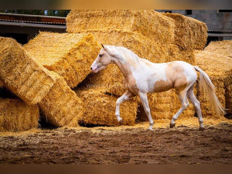 PRE Mix Stallion 4 years 15,1 hh Tobiano-all-colors in Valencia