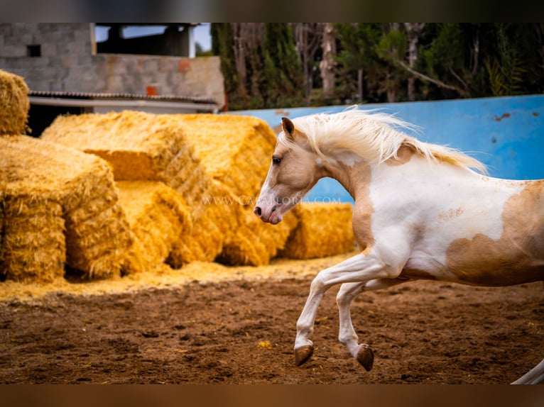 PRE Mix Stallion 4 years 15,1 hh Tobiano-all-colors in Valencia