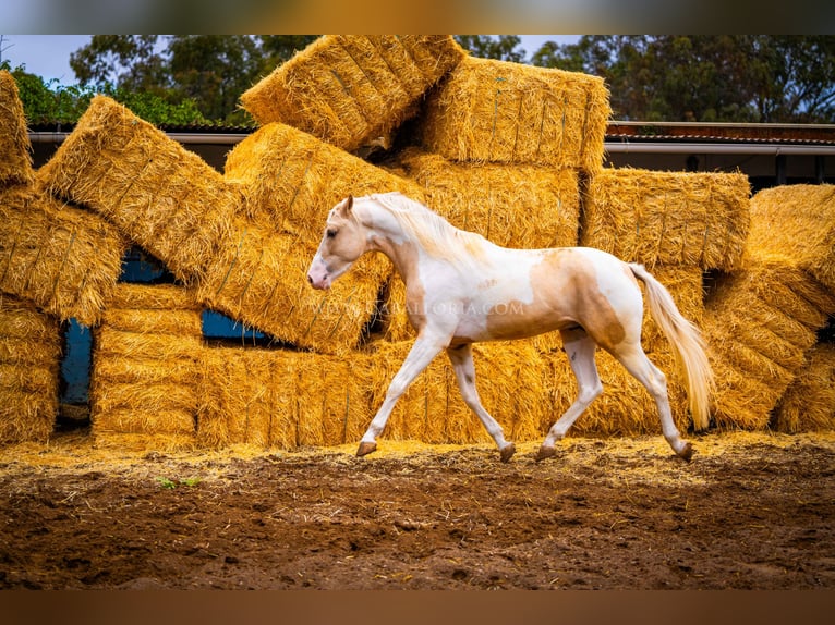 PRE Mix Stallion 4 years 15,1 hh Tobiano-all-colors in Valencia