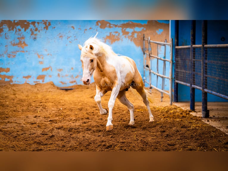PRE Mix Stallion 4 years 15,1 hh Tobiano-all-colors in Valencia