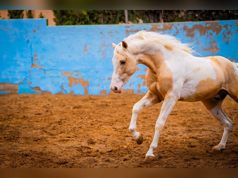 PRE Mix Stallion 4 years 15,1 hh Tobiano-all-colors in Valencia
