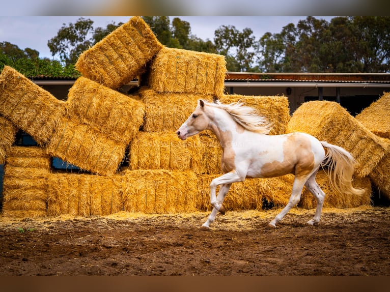 PRE Mix Stallion 4 years 15,1 hh Tobiano-all-colors in Valencia