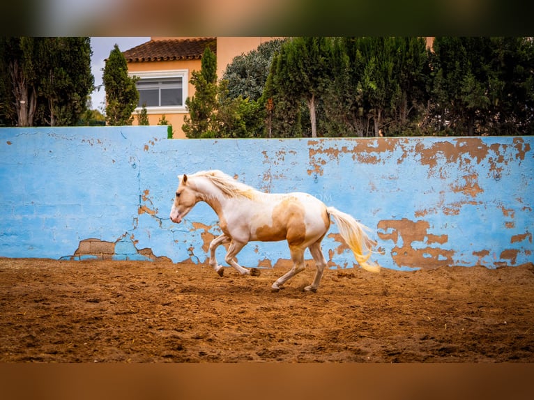 PRE Mix Stallion 4 years 15,1 hh Tobiano-all-colors in Valencia