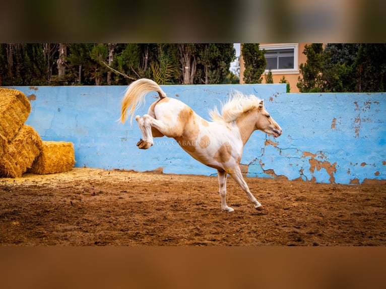 PRE Mix Stallion 4 years 15,1 hh Tobiano-all-colors in Valencia