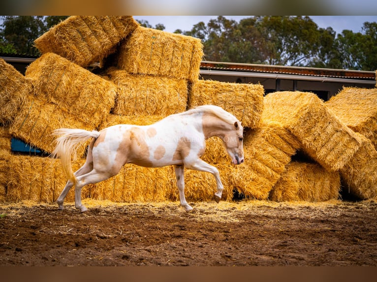 PRE Mix Stallion 4 years 15,1 hh Tobiano-all-colors in Valencia