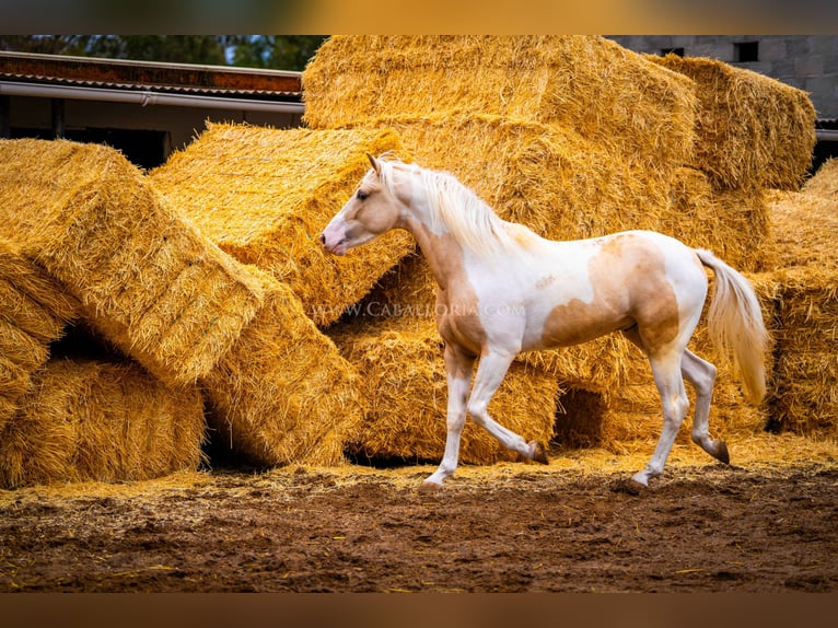 PRE Mix Stallion 4 years 15,1 hh Tobiano-all-colors in Valencia