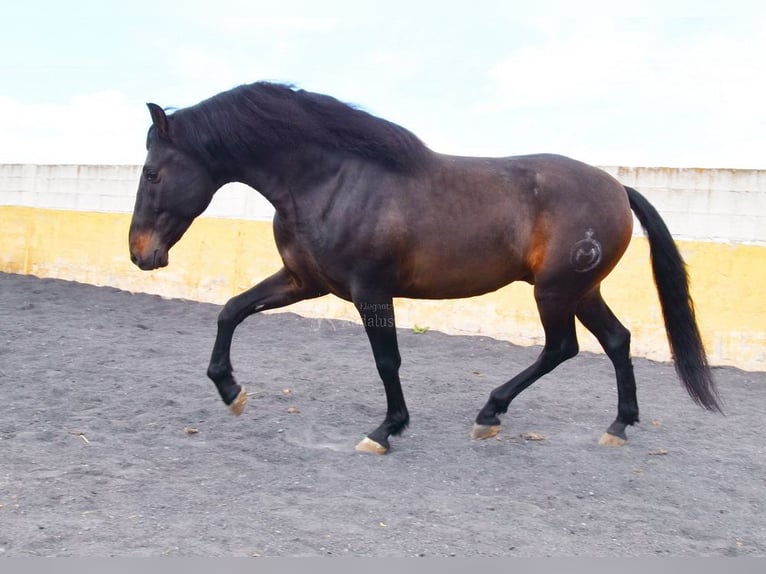 PRE Stallion 4 years 15,2 hh Bay-Dark in Provinz Granada