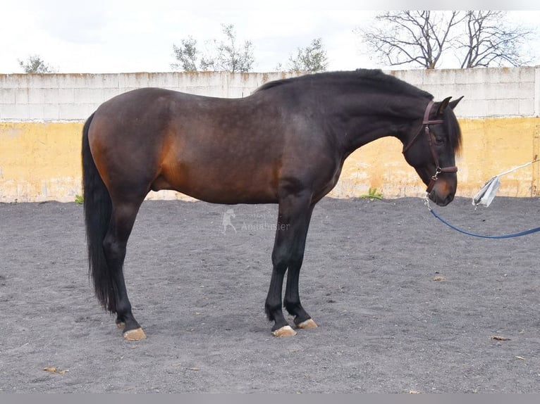 PRE Stallion 4 years 15,2 hh Bay-Dark in Provinz Granada