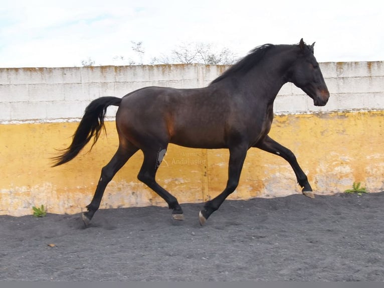 PRE Stallion 4 years 15,2 hh Bay-Dark in Provinz Granada