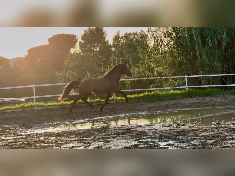 PRE Mix Stallion 4 years 15,2 hh Bay in Santa Perpetua de Mogoda