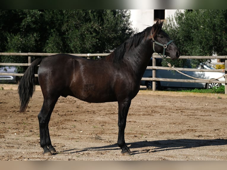 PRE Mix Stallion 4 years 15,2 hh Black in Hamburg