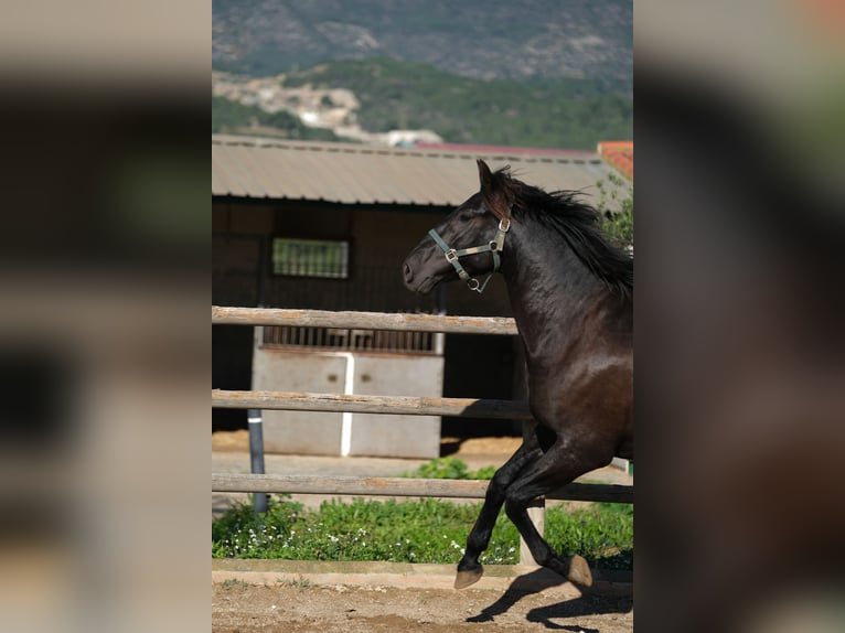 PRE Mix Stallion 4 years 15,2 hh Black in Hamburg