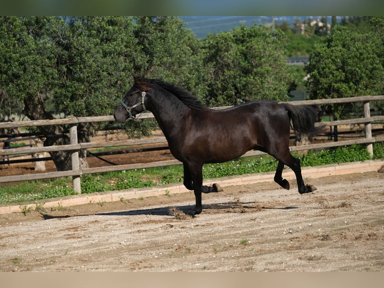 PRE Mix Stallion 4 years 15,2 hh Black in Hamburg