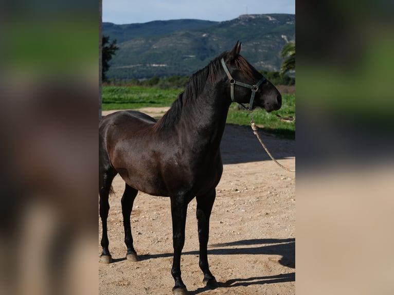 PRE Mix Stallion 4 years 15,2 hh Black in Hamburg