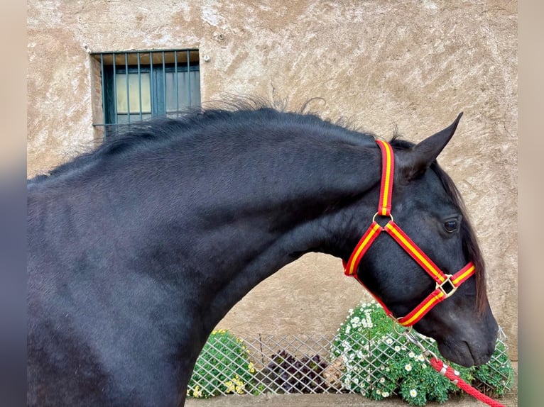 PRE Mix Stallion 4 years 15,2 hh Black in Hamburg