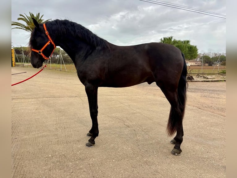 PRE Mix Stallion 4 years 15,2 hh Black in Hamburg