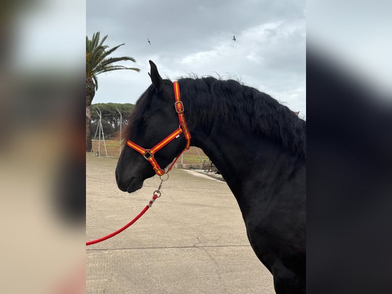 PRE Mix Stallion 4 years 15,2 hh Black in Hamburg