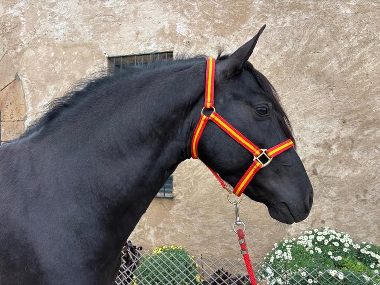PRE Mix Stallion 4 years 15,2 hh Black in Hamburg
