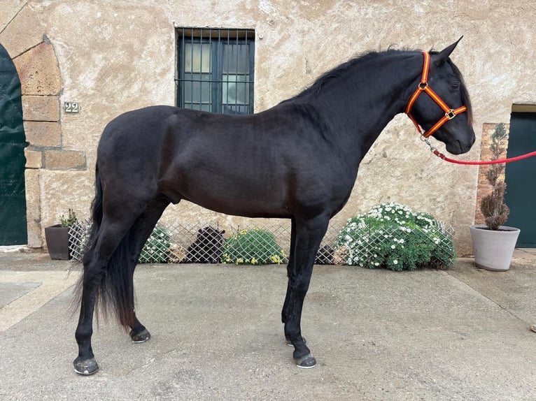 PRE Mix Stallion 4 years 15,2 hh Black in Hamburg