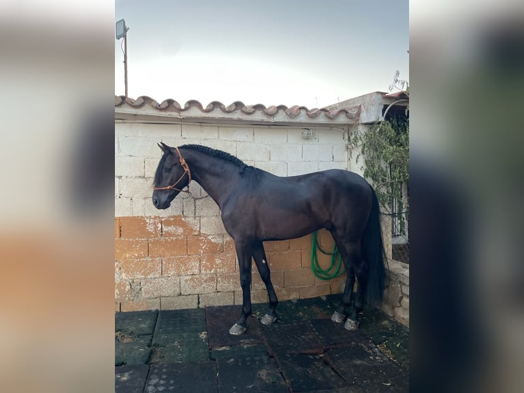 PRE Mix Stallion 4 years 15,2 hh Black in Santa Marta