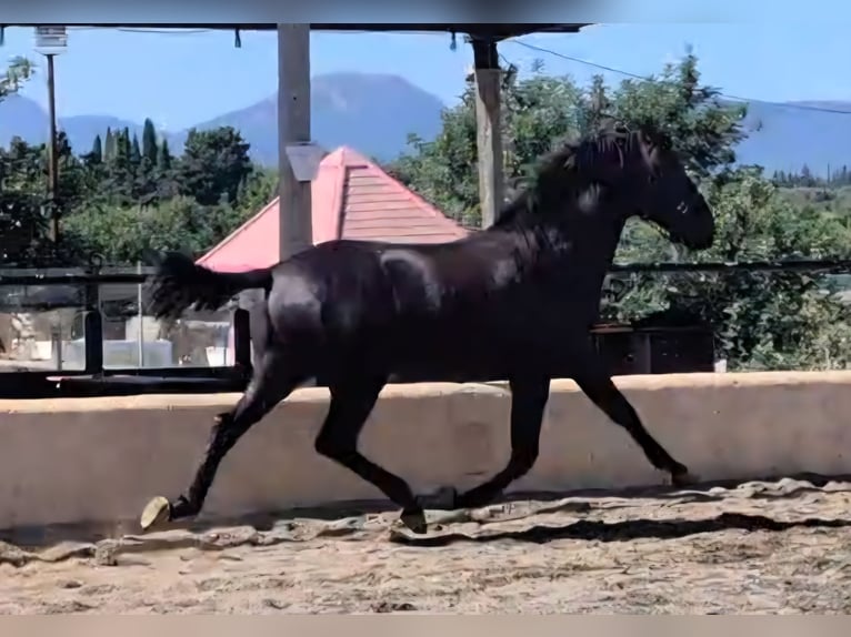 PRE Stallion 4 years 15,2 hh Black in Valls