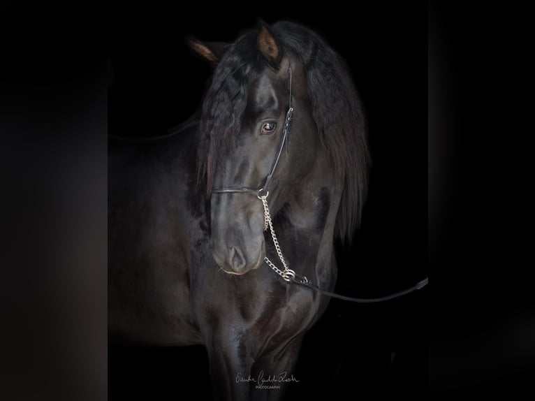 PRE Mix Stallion 4 years 15,2 hh Black in Argenbühl
