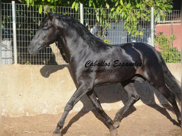 PRE Stallion 4 years 15,2 hh Black in Vejer de la Frontera