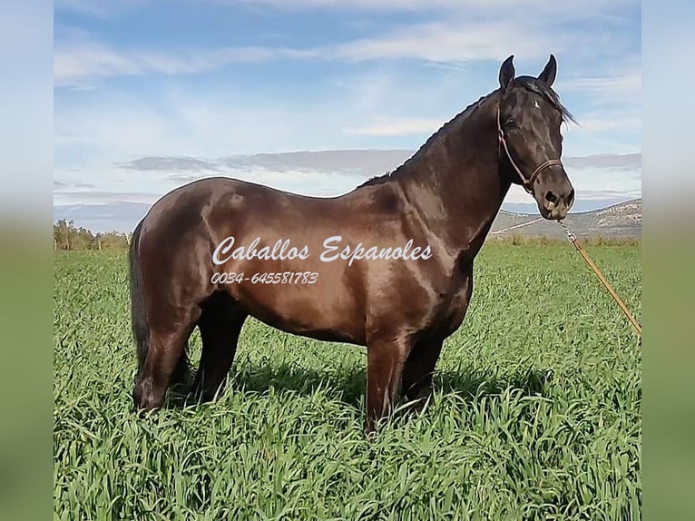 PRE Stallion 4 years 15,2 hh Black in Vejer de la Frontera