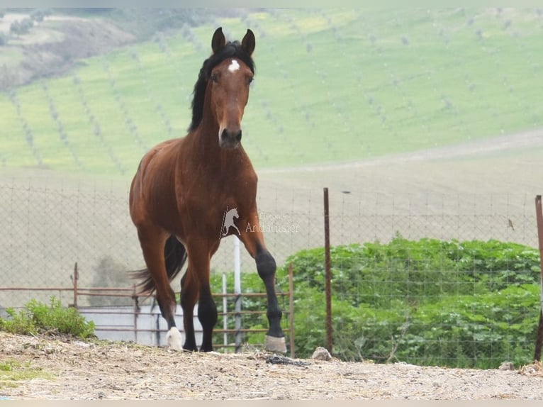 PRE Stallion 4 years 15,2 hh Brown in Provinz Cordoba