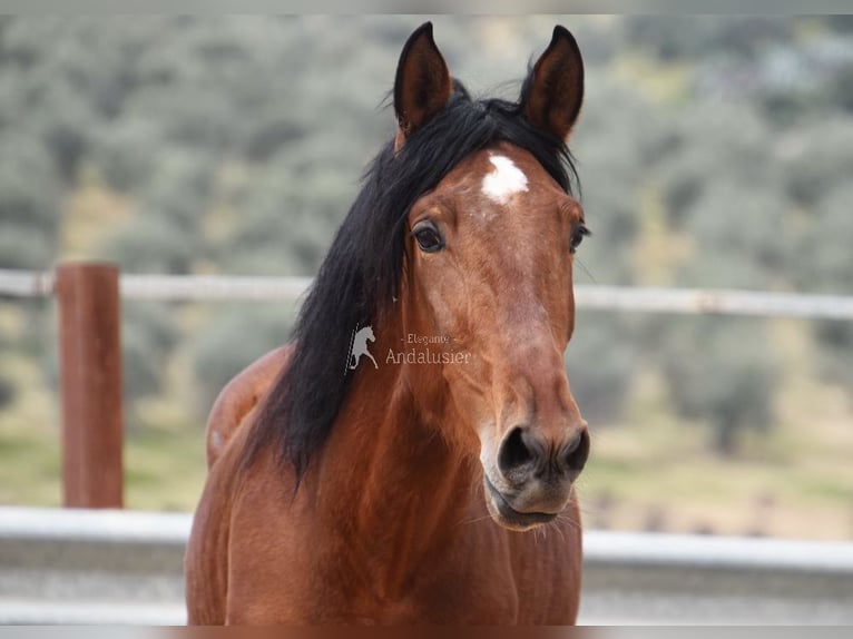 PRE Stallion 4 years 15,2 hh Brown in Provinz Cordoba
