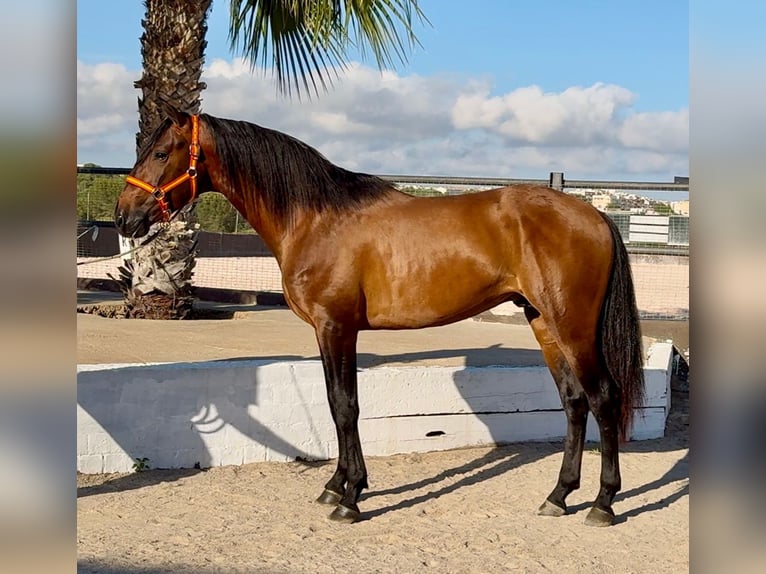 PRE Stallion 4 years 15,2 hh Brown in Cubelles PRE Stallion 4 years 15,2 hh Brown in Cubelles