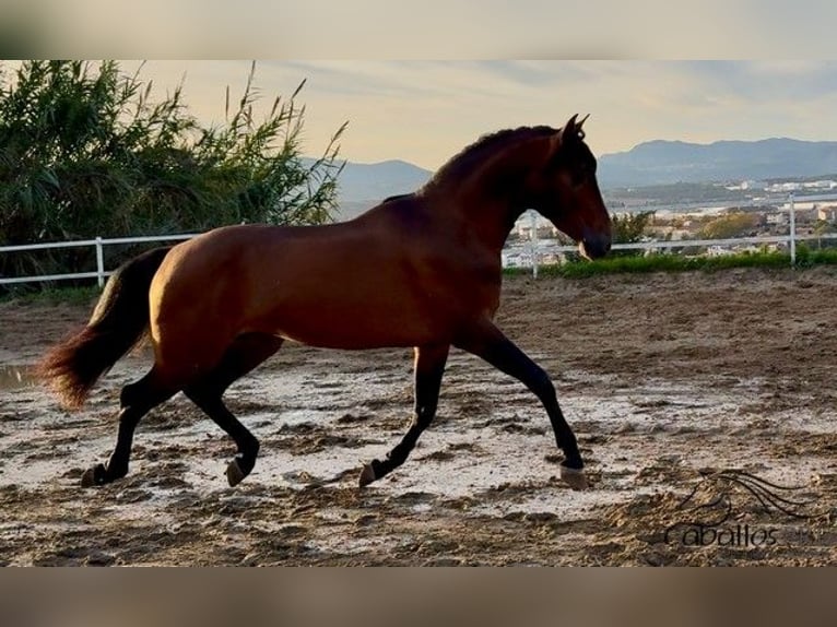 PRE Mix Stallion 4 years 15,2 hh Brown in Barcelona