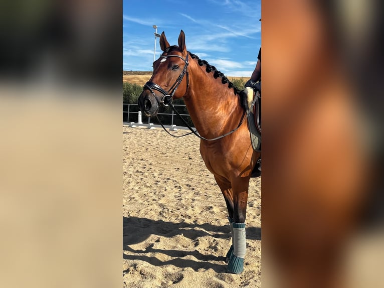 PRE Mix Stallion 4 years 15,2 hh Brown-Light in Aranjuez