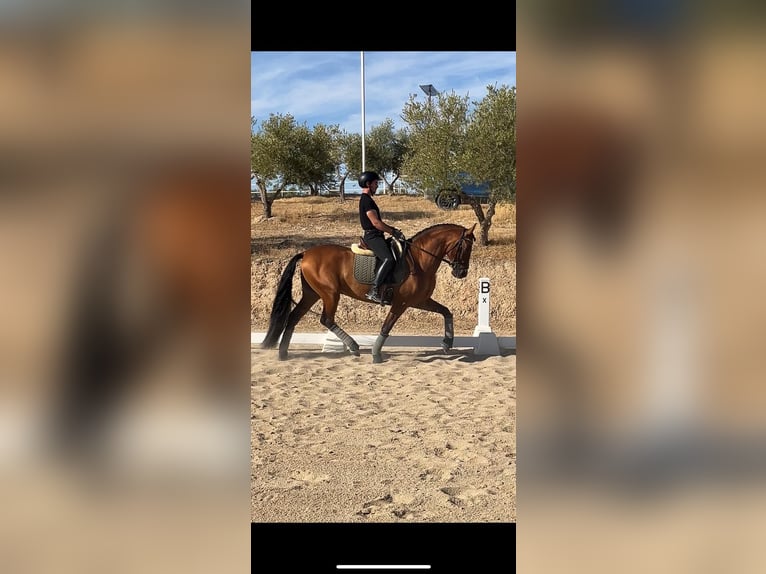 PRE Mix Stallion 4 years 15,2 hh Brown-Light in Aranjuez