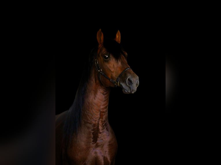 PRE Mix Stallion 4 years 15,2 hh Brown-Light in Polenz