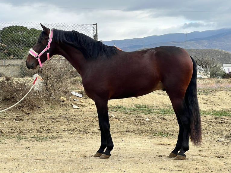 PRE Mix Stallion 4 years 15,2 hh Brown in Tabernas