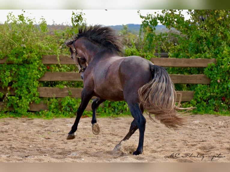 PRE Stallion 4 years 15,2 hh Can be white in Polenz