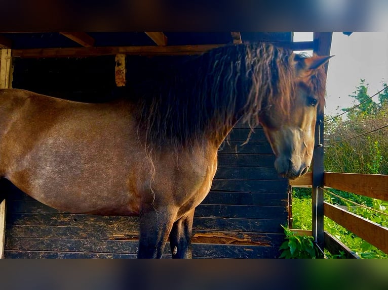PRE Stallion 4 years 15,2 hh Can be white in Polenz
