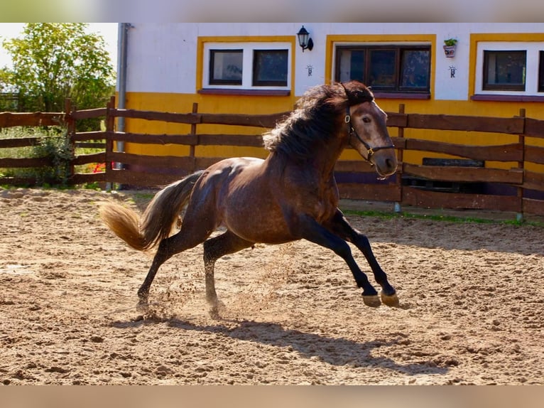 PRE Stallion 4 years 15,2 hh Can be white in Polenz