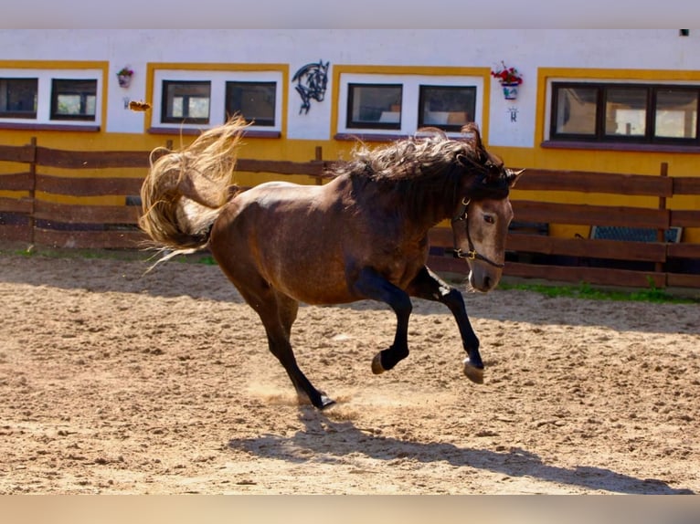 PRE Stallion 4 years 15,2 hh Can be white in Polenz