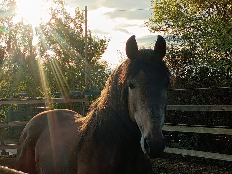 PRE Stallion 4 years 15,2 hh Can be white in Polenz