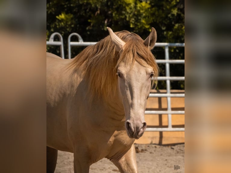 PRE Mix Stallion 4 years 15,2 hh Champagne in Palma De Mallorca PRE Mix Stallion 4 years 15,2 hh Champagne in Palma De Mallorca