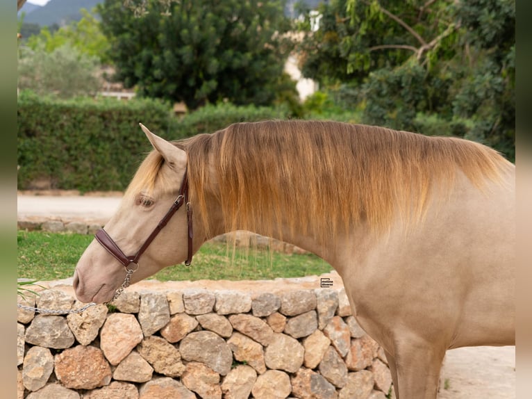 PRE Mix Stallion 4 years 15,2 hh Champagne in Palma De Mallorca