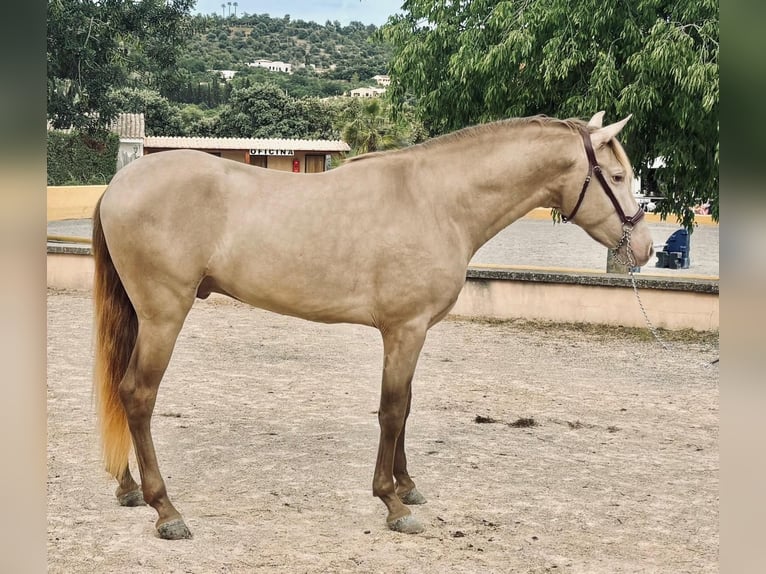 PRE Mix Stallion 4 years 15,2 hh Champagne in Palma De Mallorca