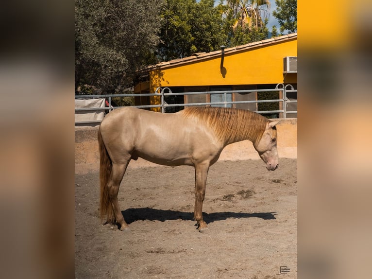 PRE Mix Stallion 4 years 15,2 hh Champagne in Palma De Mallorca PRE Mix Stallion 4 years 15,2 hh Champagne in Palma De Mallorca